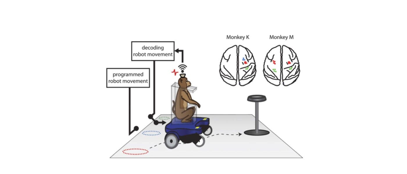 Credit: Duke Health/Nature Neuroscience