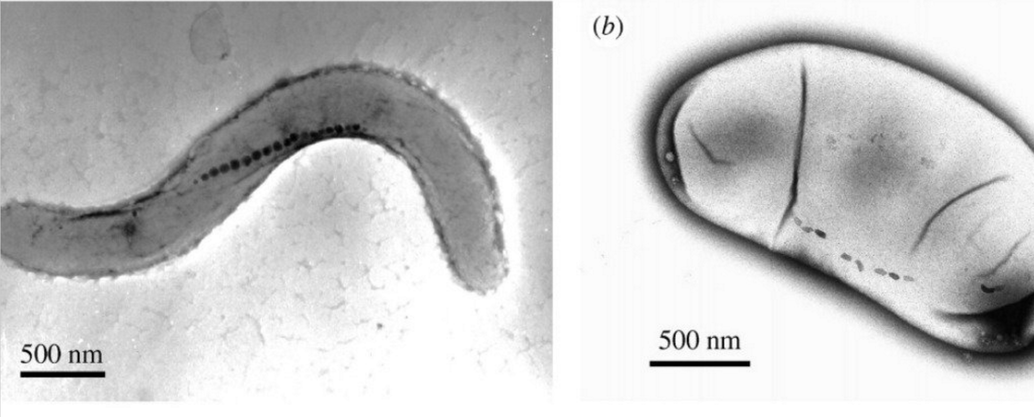 Atsushi Arakaki et al/Royal Society Publishing