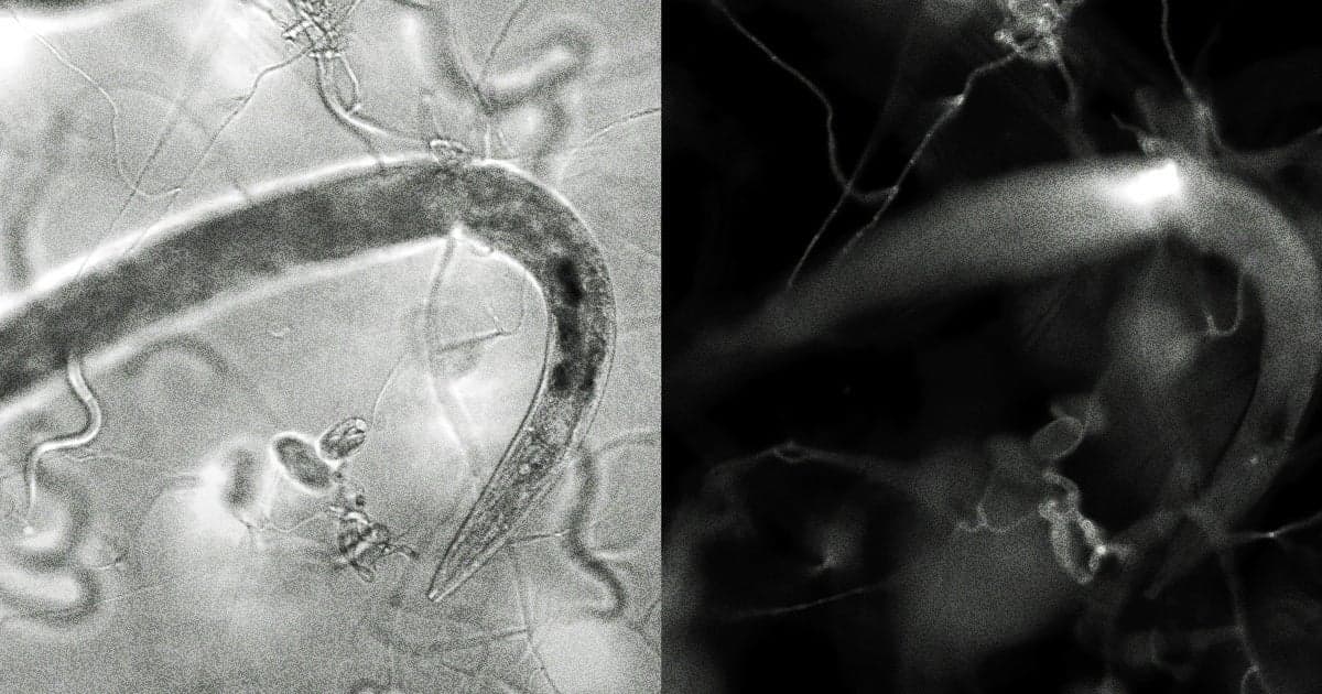 Fungal-Worm Lab IMB Academia Sinica via YouTube