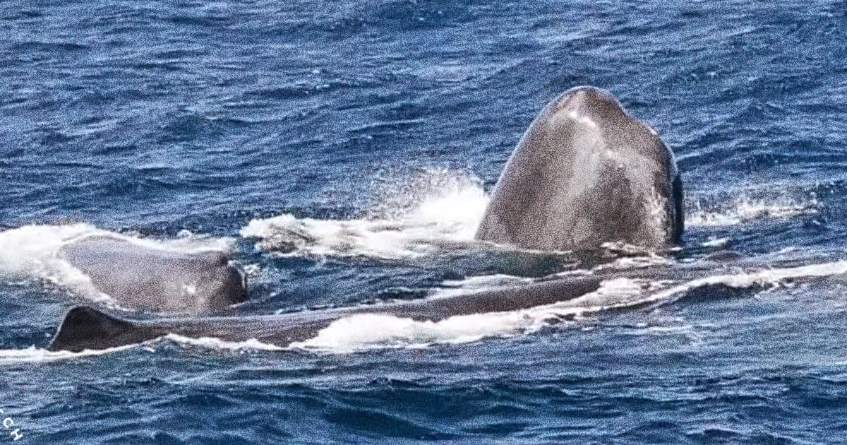 Whale Watch Western Australia via YouTube